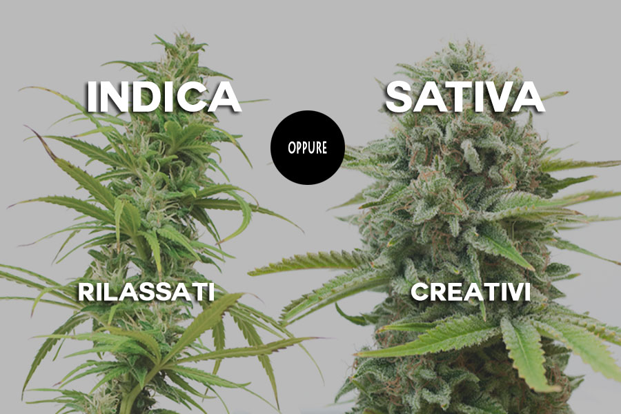 Differenze tra Cannabis Indica e Sativa